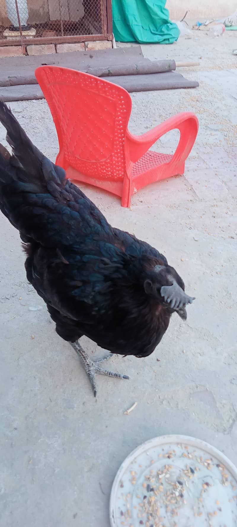 Ayam Cemani A+ Quantity Set 5