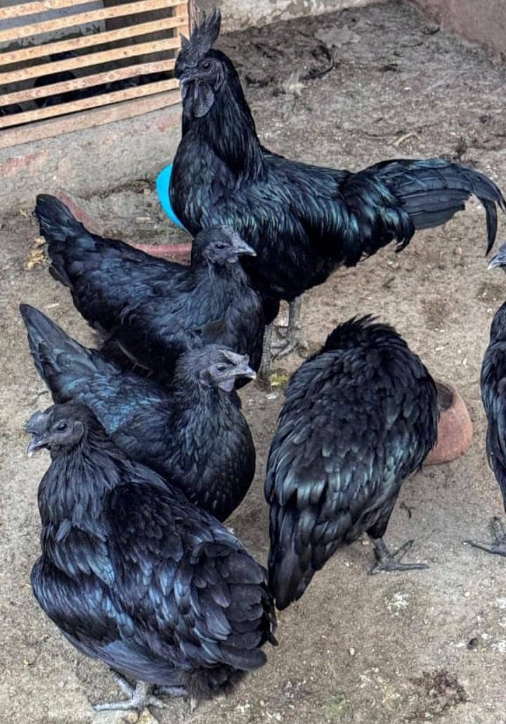 Ayam Cemani A+ Quantity Set 6