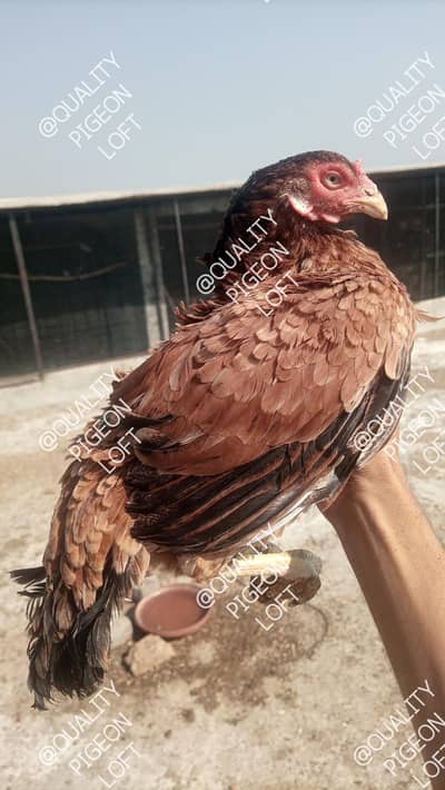 Amorhi Madi Lakha Male