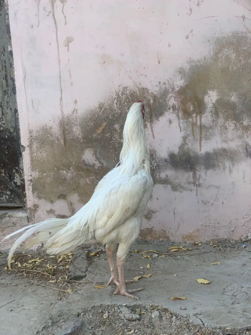 Pure Paperwhite Heera , Ready For Breed , Abhi Patha ha Ye — photo 2
