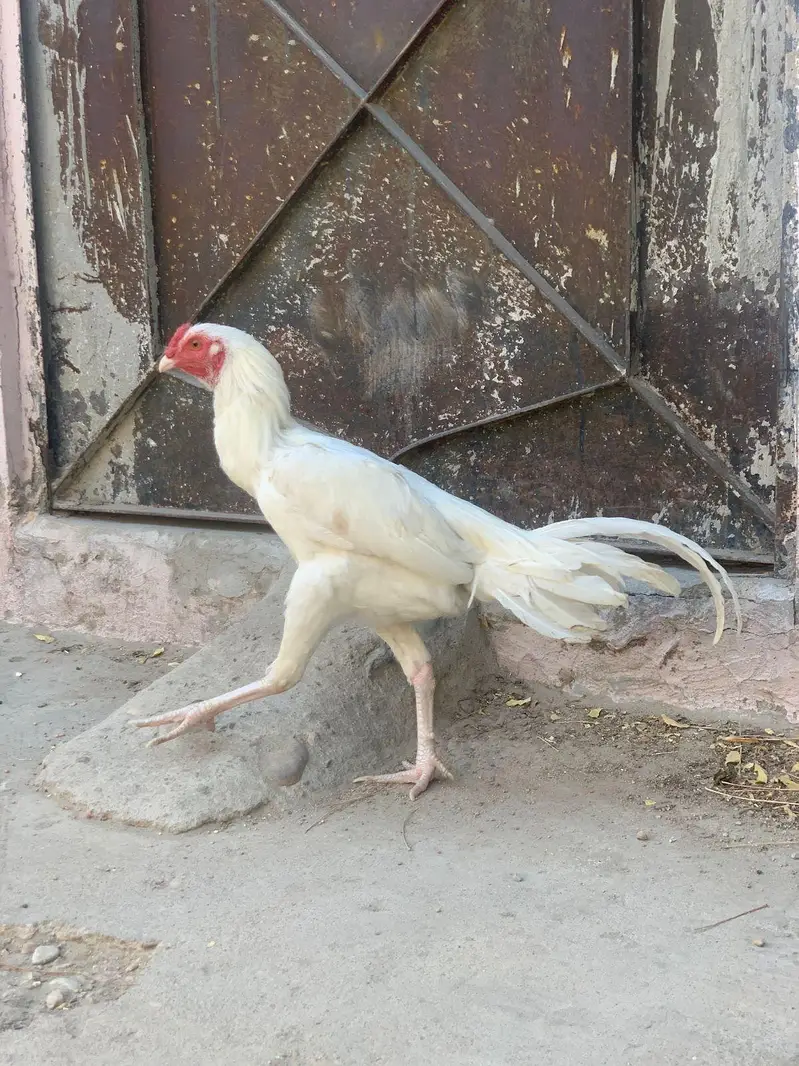 Pure Paperwhite Heera , Ready For Breed , Abhi Patha ha Ye — photo 3