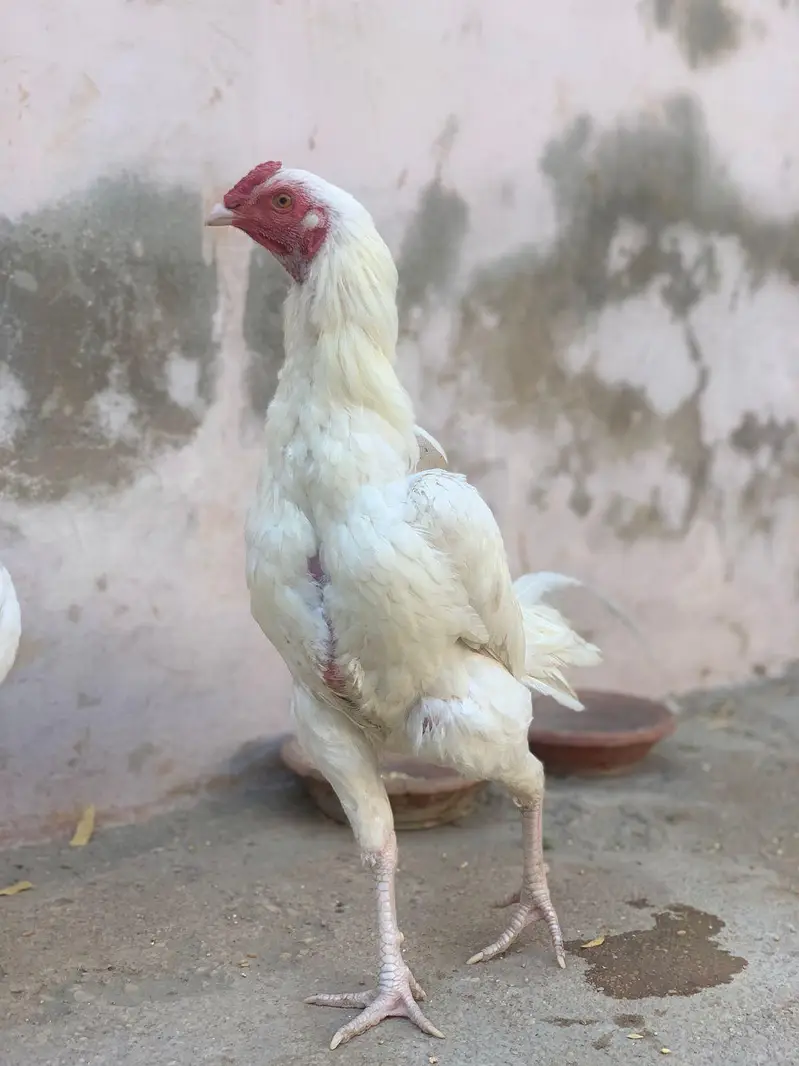 Pure Paperwhite Heera , Ready For Breed , Abhi Patha ha Ye