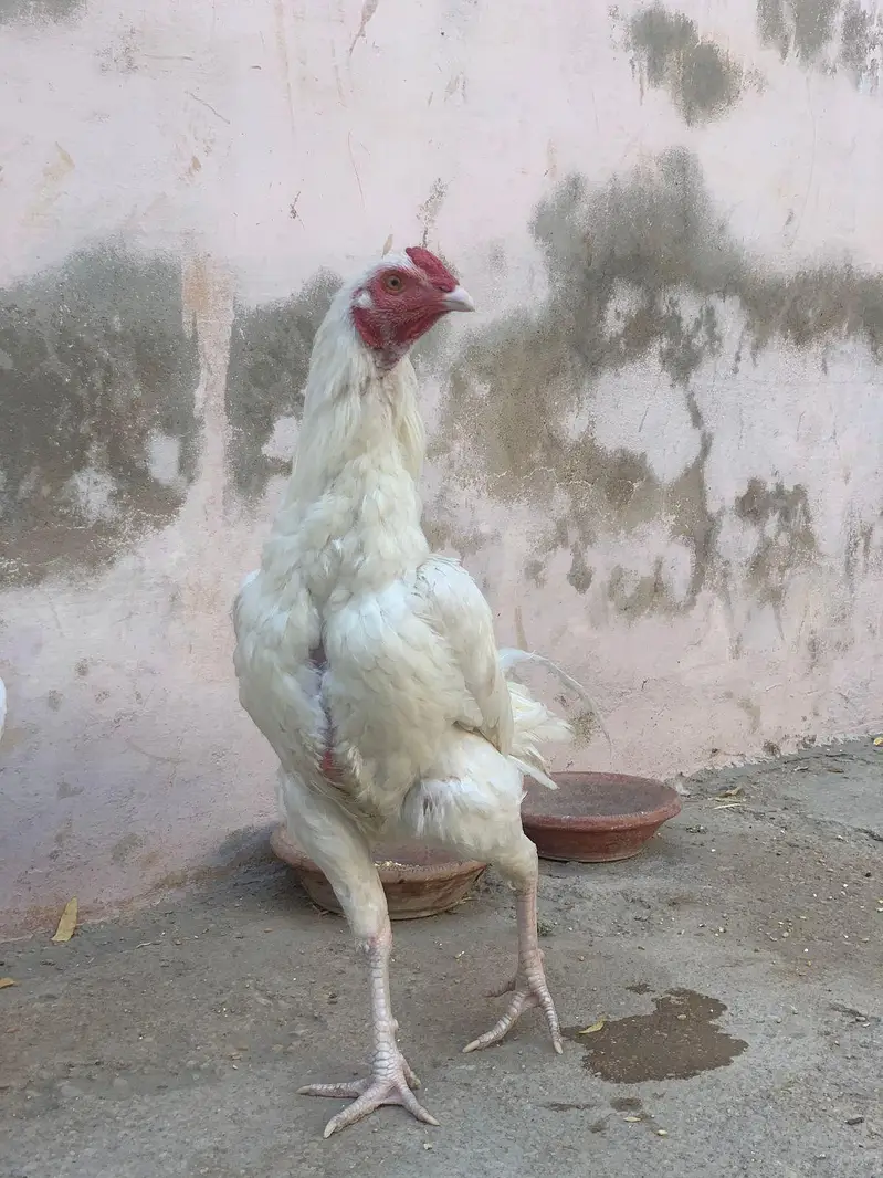 Pure Paperwhite Heera , Ready For Breed , Abhi Patha ha Ye — photo 4