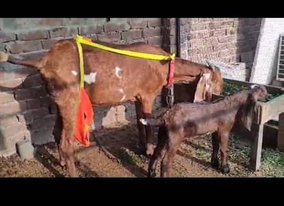 nagri bakri pure desi with male breeder bacha nagra 03047900994
