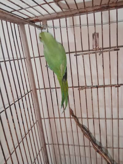 Ring Nik 4Manth kahy learning age hy