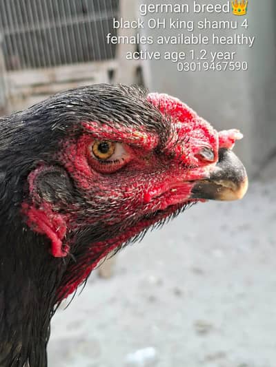 Black OH King shamu female german breed, Parrot Beak long tail