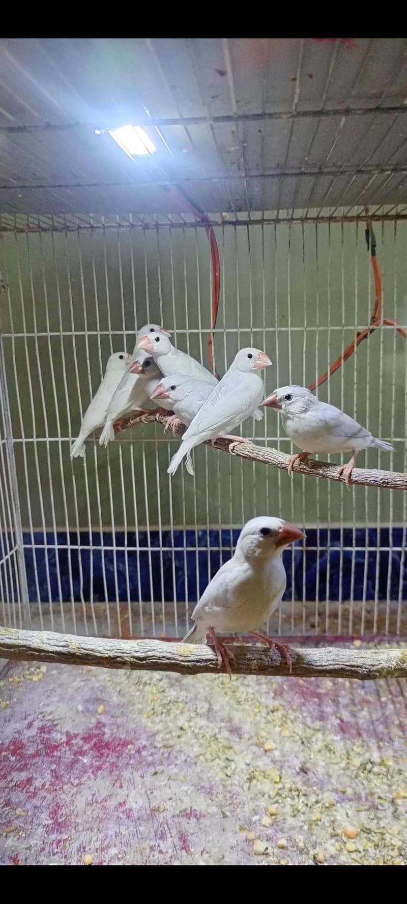 fawn white silver java 0