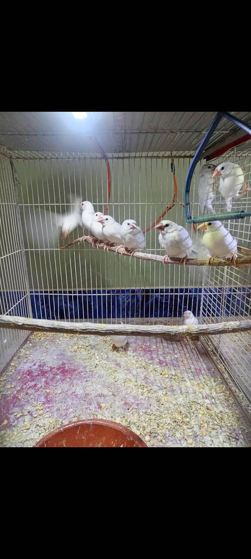 fawn white silver java 3