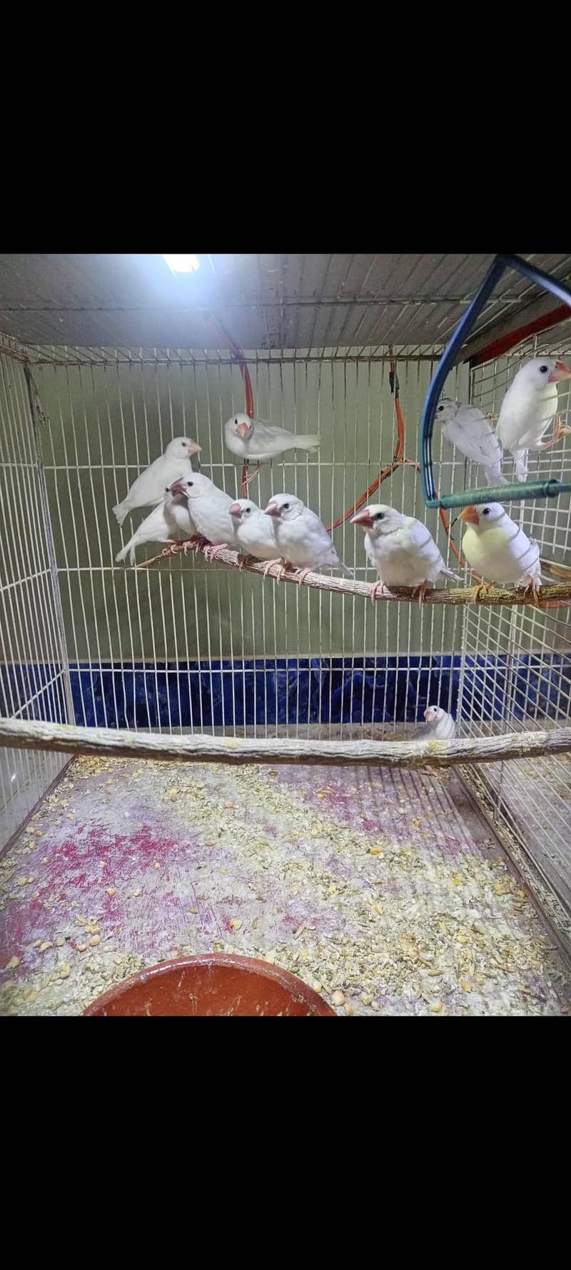 fawn white silver java 4