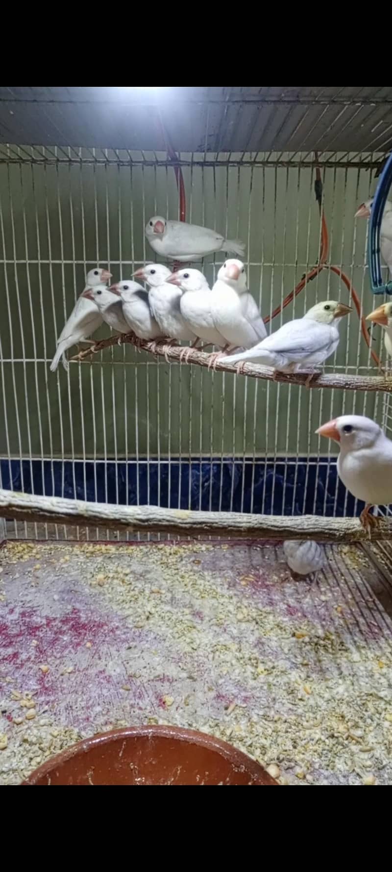 fawn white silver java 5