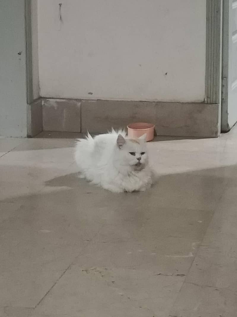 withe cat blue eye 0