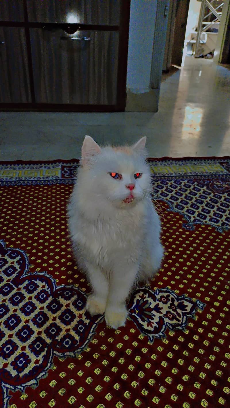 withe cat blue eye 1