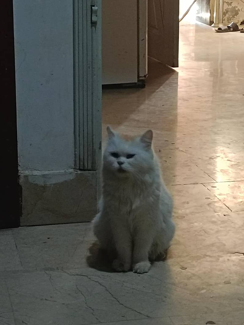 withe cat blue eye 2