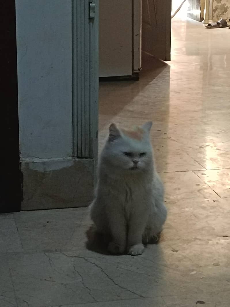 withe cat blue eye 3