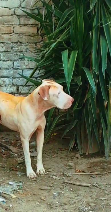 Out class young male gulldang