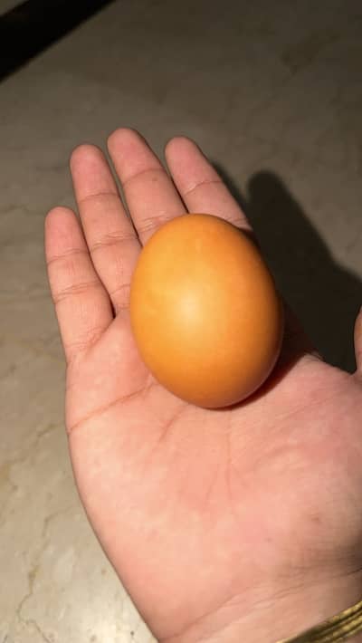 Lohmann hens and Lohmann brown eggs Available