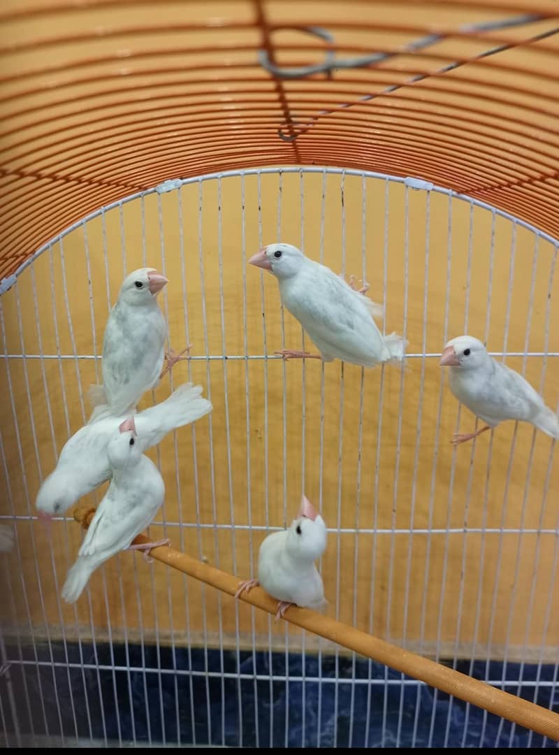 fawn white silver java 6