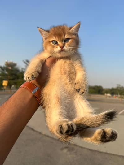 British shorthair and Scottish fold kittens and adult cat's available