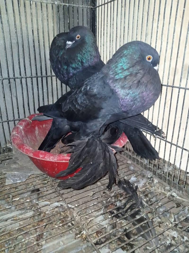 breeder pyar 0