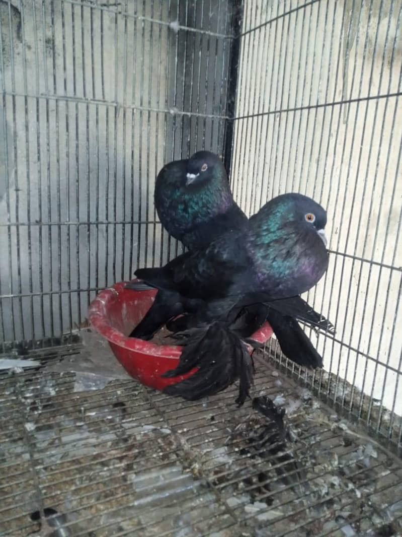breeder pyar 1