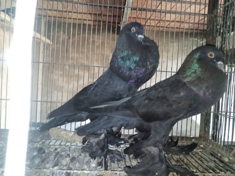 breeder pyar 2
