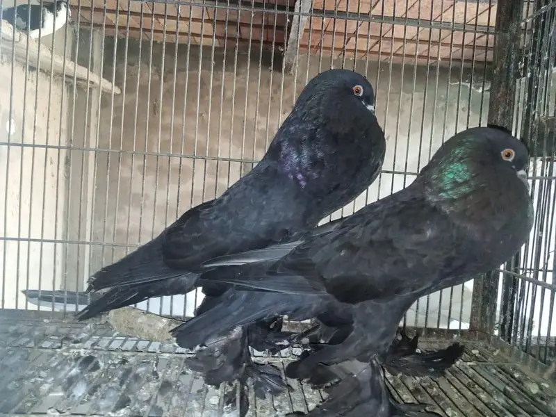 breeder pyar — photo 4