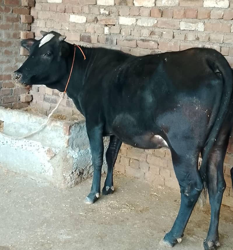 گائے برائے فروخت  پانچ چھ لیٹر دودھ دینے والی 0