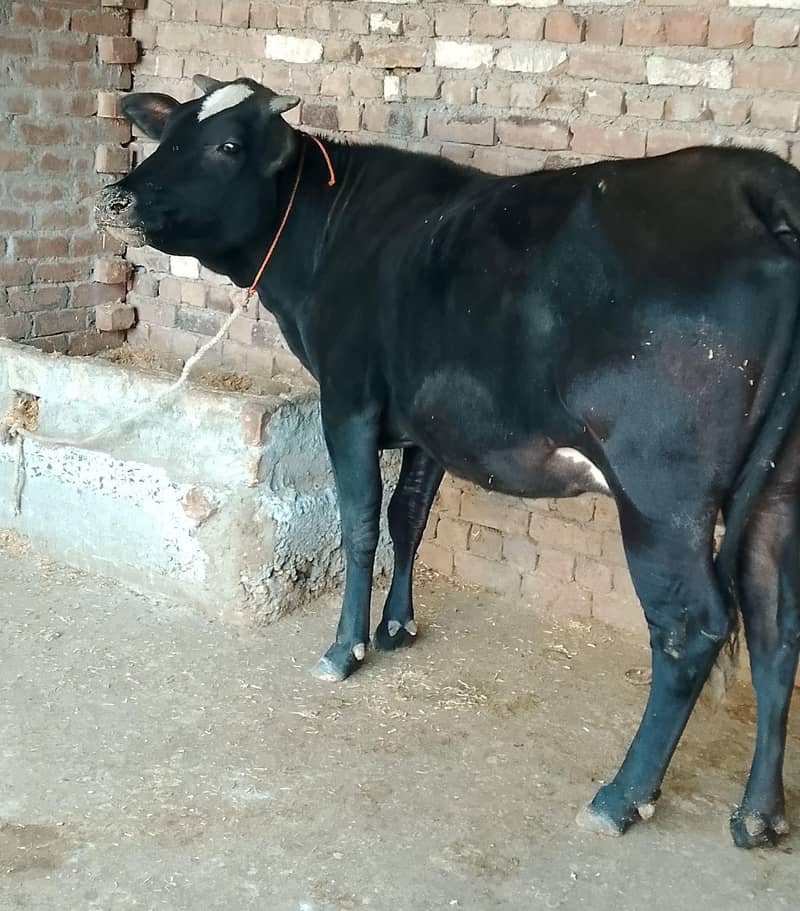 گائے برائے فروخت  پانچ چھ لیٹر دودھ دینے والی 1