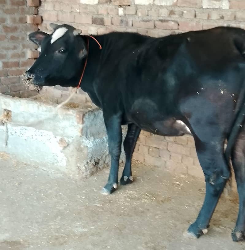گائے برائے فروخت  پانچ چھ لیٹر دودھ دینے والی 2