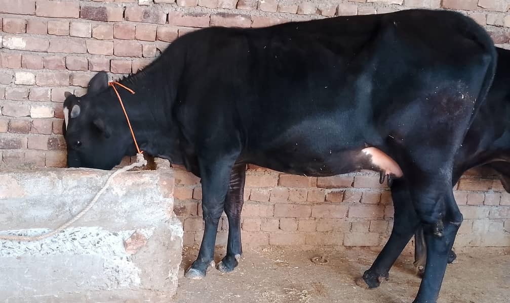 گائے برائے فروخت  پانچ چھ لیٹر دودھ دینے والی 3
