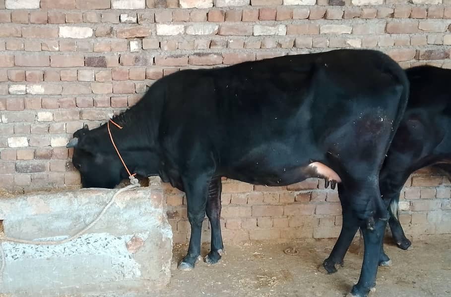 گائے برائے فروخت  پانچ چھ لیٹر دودھ دینے والی 4