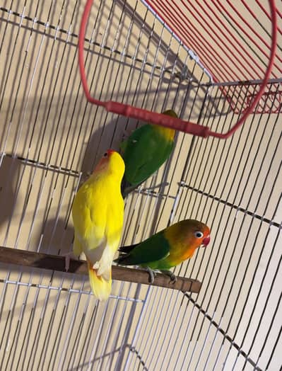 COCKTAIL/’BUDIES/LOVE BIRDS