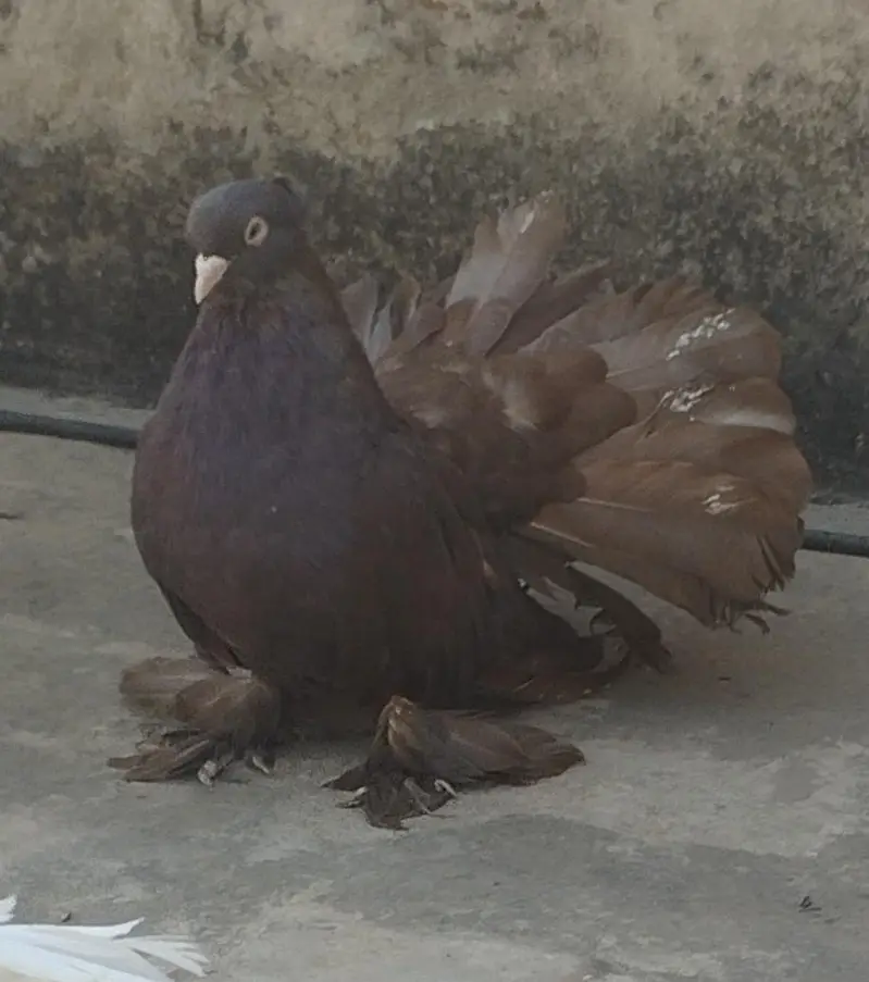 Indian pair — photo 2