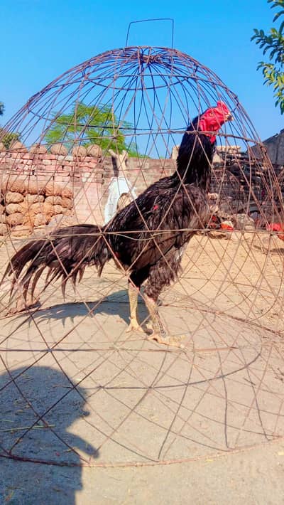 Blue sleata . trat pokya