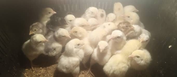 Heera Aseel - Paper White - Chicks -  Heeray