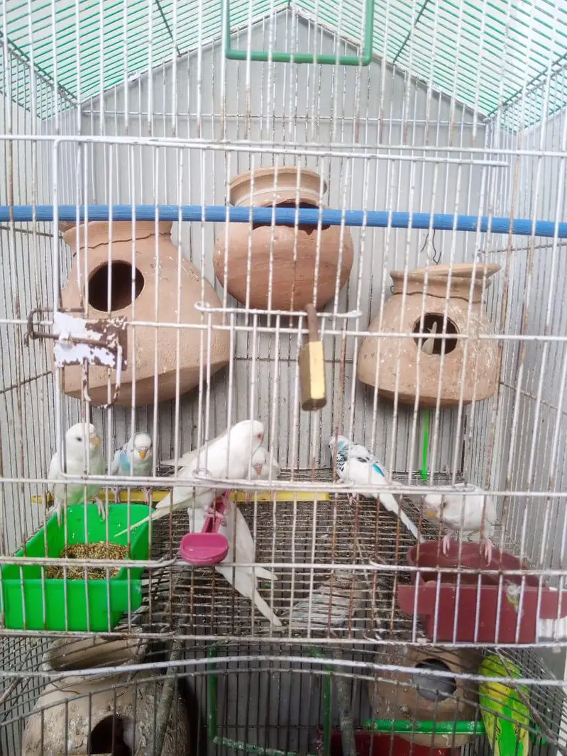 mix budgies
