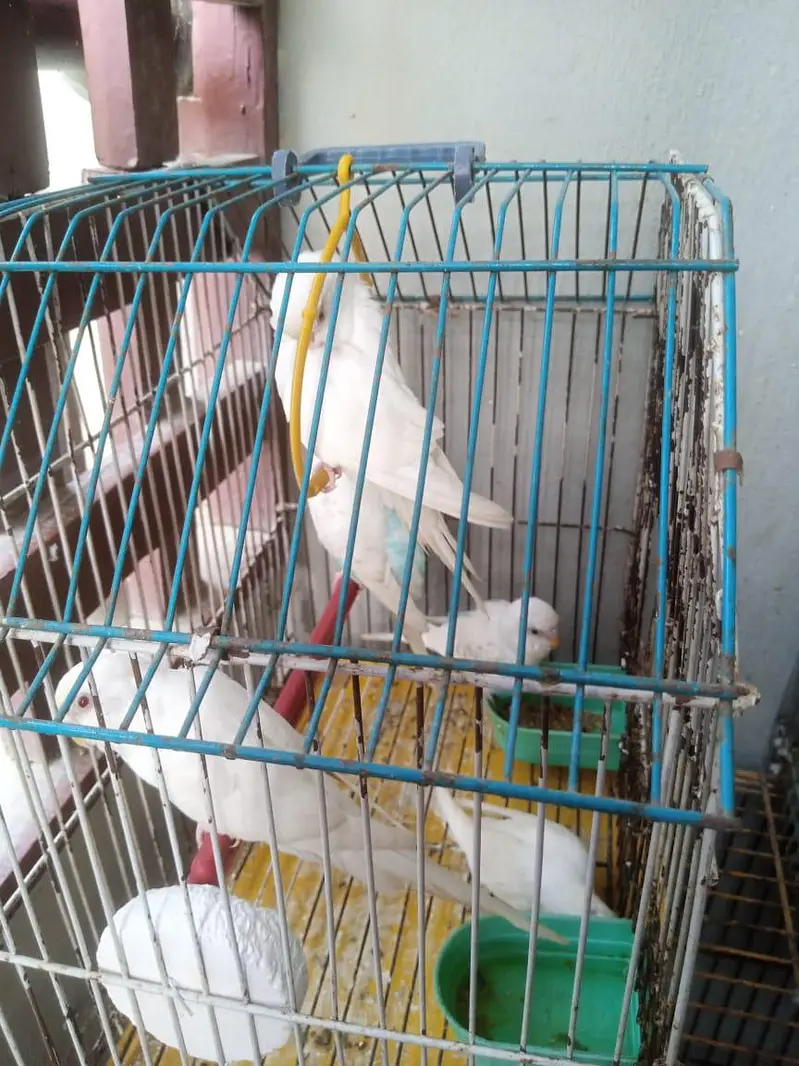 mix budgies — photo 2