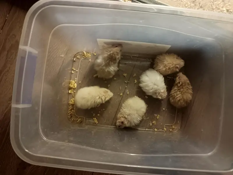 Hamsters available! READ DESCRIPTION! — photo 3