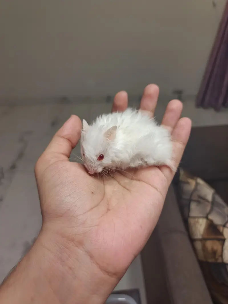 Hamsters available! READ DESCRIPTION! — photo 4