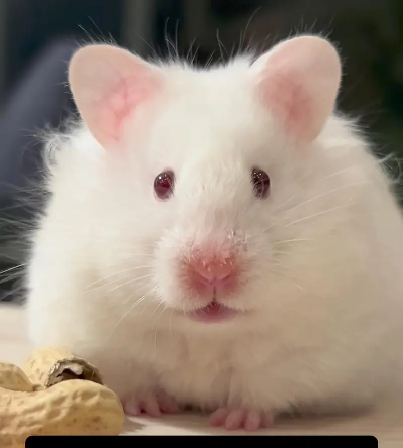 Hamsters available! READ DESCRIPTION! — photo 5