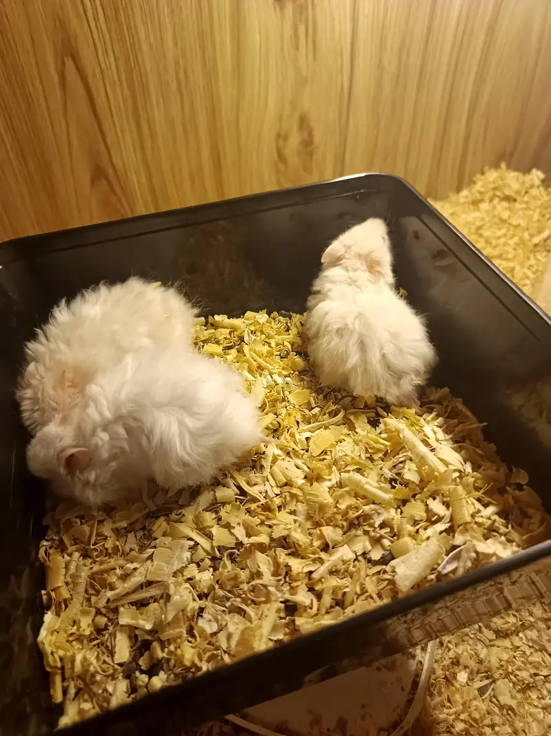 Hamsters available! READ DESCRIPTION! — photo 6