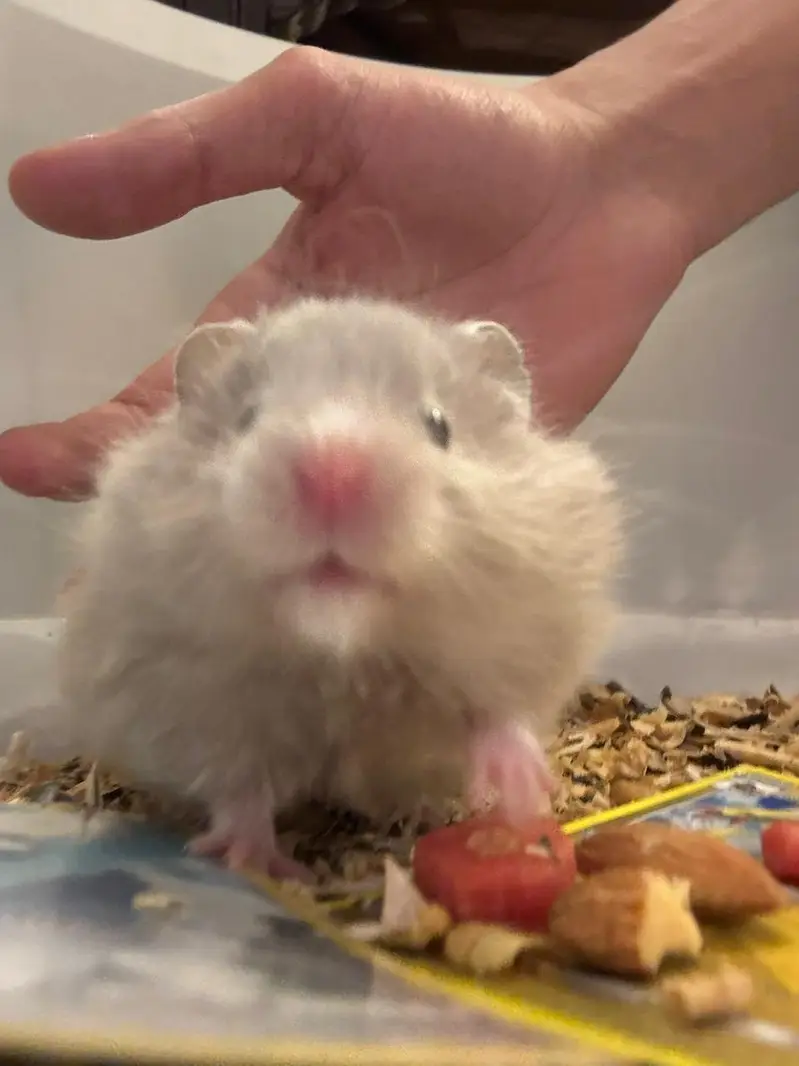 Hamsters available! READ DESCRIPTION! — photo 7