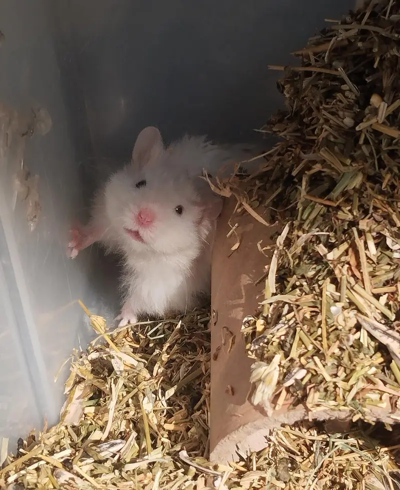 Hamsters available! READ DESCRIPTION! — photo 8