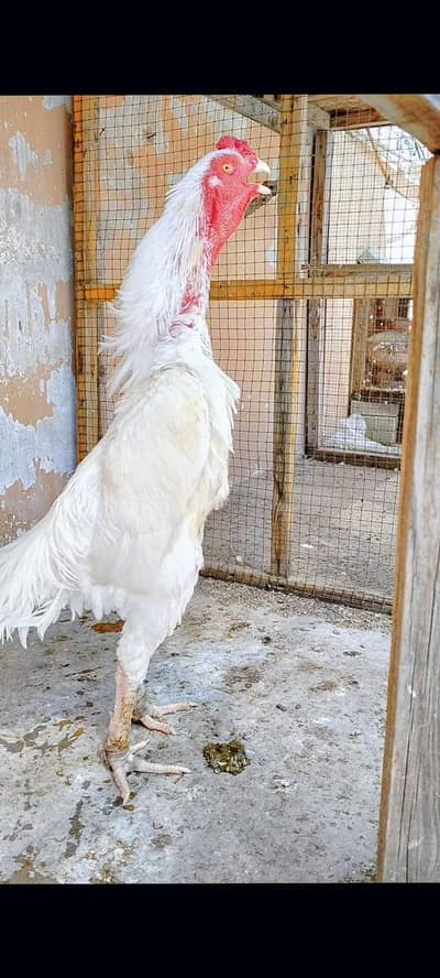 white O shamo king size