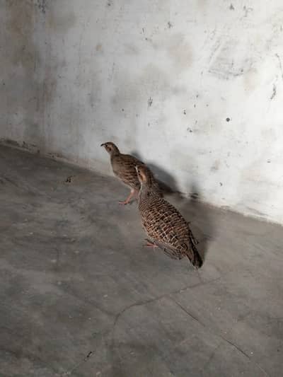 Teetar Pair  healthy