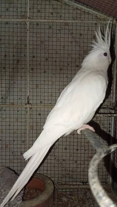 lotinu cocktail parrot (common cream)