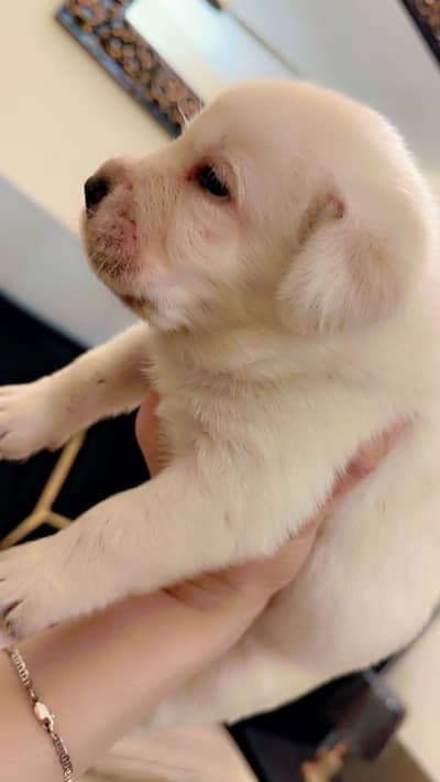 Beautiful british Last female labrador pupp for sale