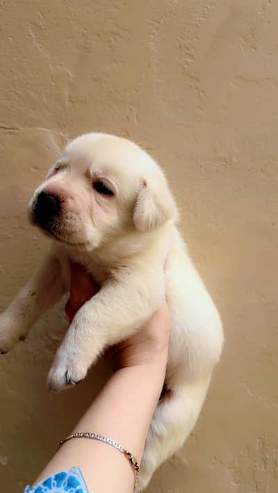 Beautiful british Last female labrador pupp for sale