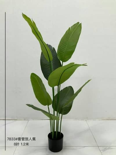 Banana plant in natural look