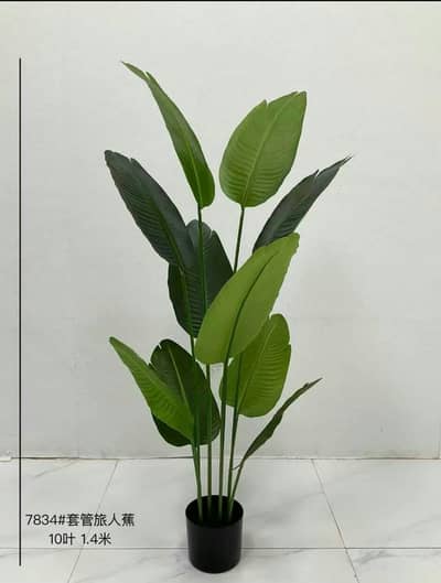 Banana plant in natural look